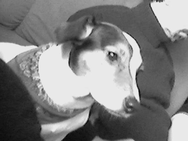 vénus - Jack Russell (5 ans)