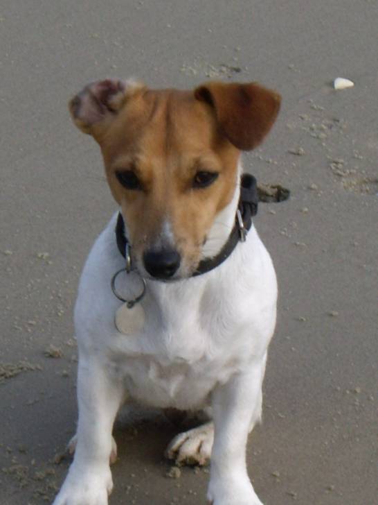 betty - Jack Russell