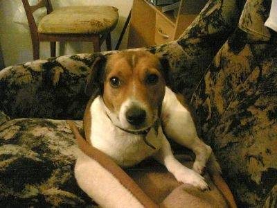 Rocky - Jack Russell Mâle (2 ans)