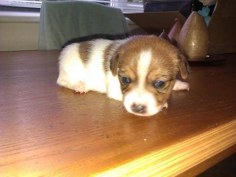 teaser - Jack Russell (2 mois)