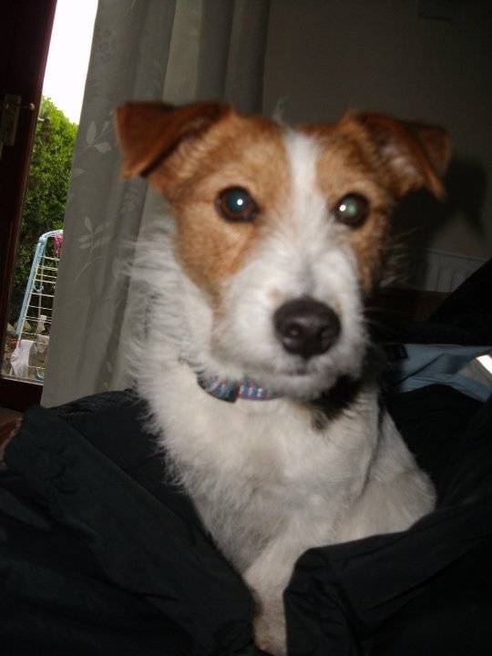 molly - Jack Russell