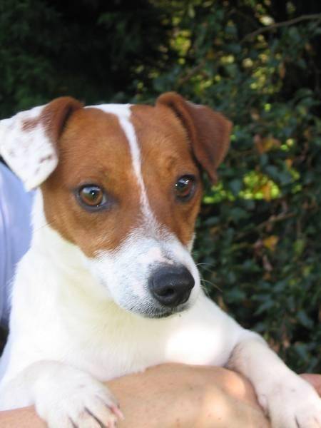 stella - Jack Russell (3 ans)