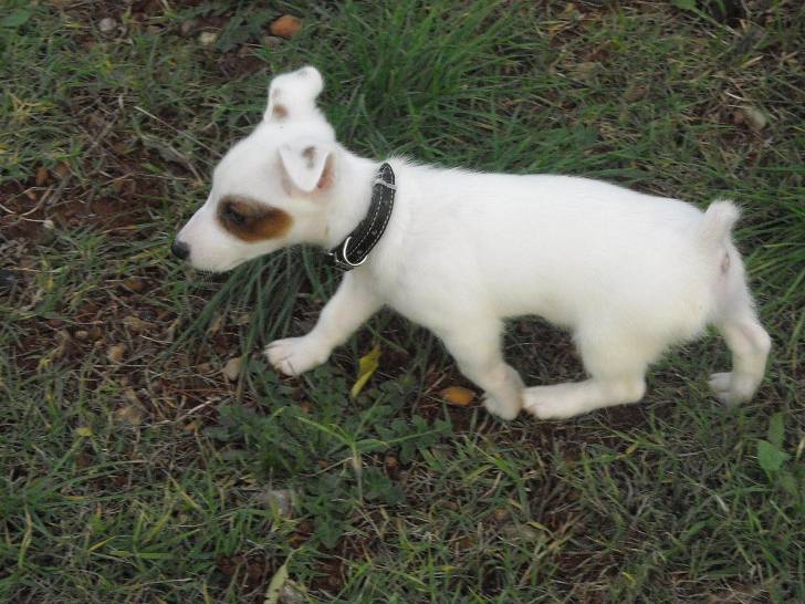 Flak - Jack Russell Mâle (4 mois)
