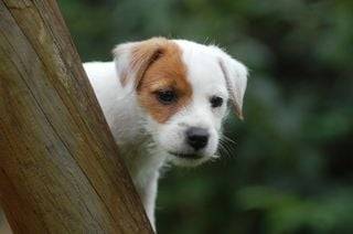 Shina - Jack Russell
