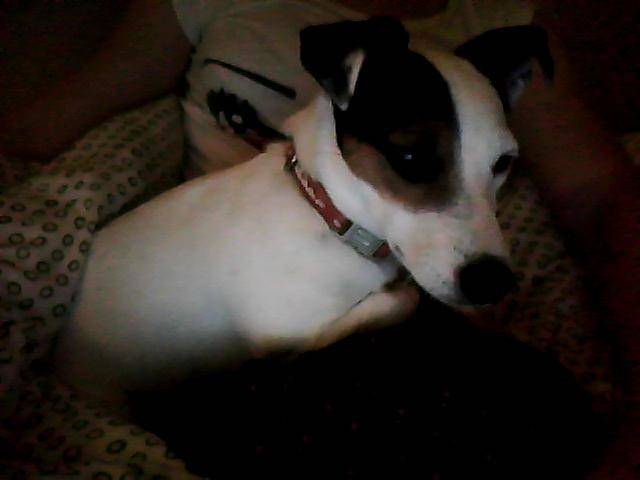 demi-lune - Jack Russell (4 ans)