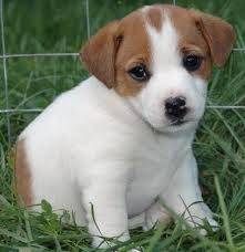aila - Jack Russell (4 mois)