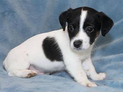 Dooddle - Jack Russell (2 mois)