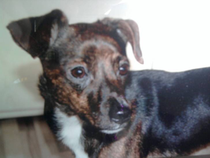 Krümel - Jack Russell Mâle (2 ans)