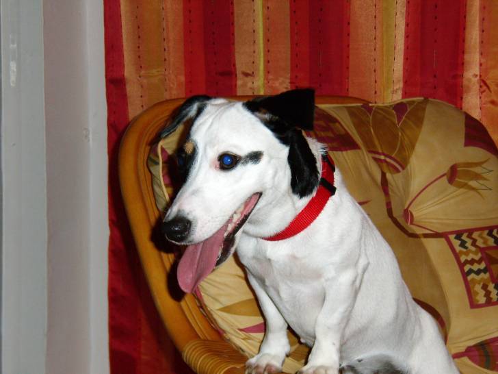Tickie - Jack Russell (4 ans)