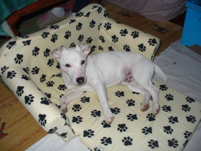 Filou - Jack Russell Mâle (1 an)