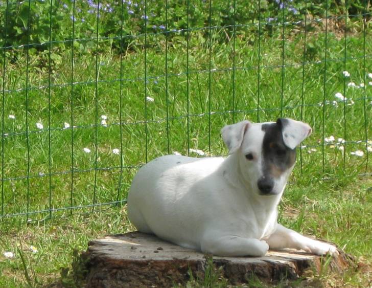 Clochette - Jack Russell (5 ans)