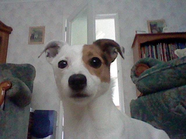 Katy - Jack Russell (6 ans)