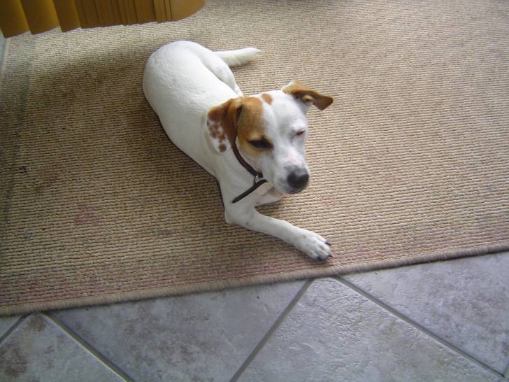 Oscar - Jack Russell Mâle (2 ans)