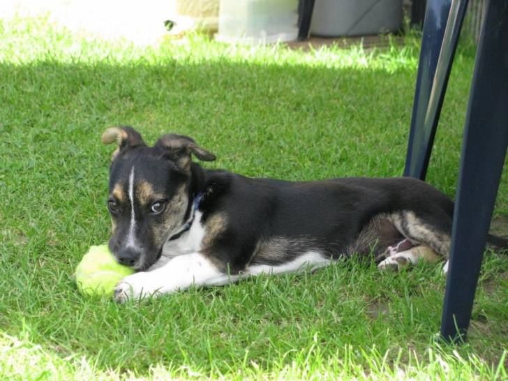 badou - Jack Russell Mâle (4 mois)
