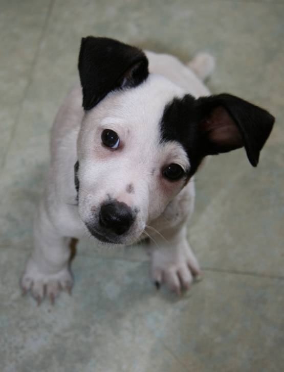 Maki - Jack Russell Mâle (3 mois)