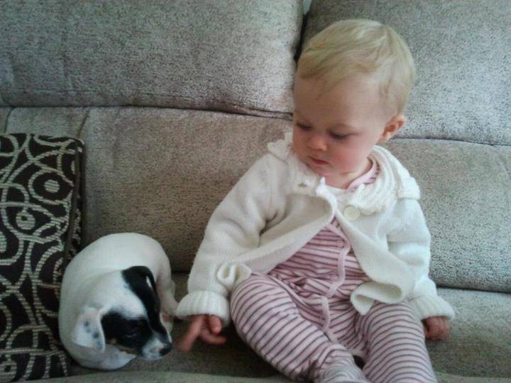 Pippa - Jack Russell