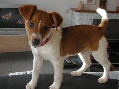Gaia - Jack Russell (2 ans)
