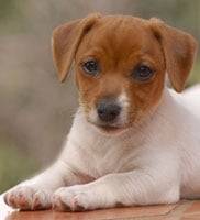 Caporal - Jack Russell Mâle (4 mois)