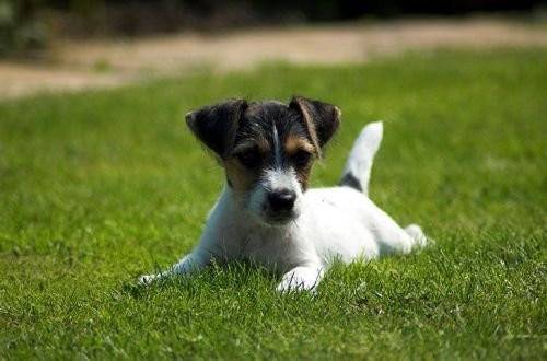 jack - Jack Russell Mâle (6 ans)