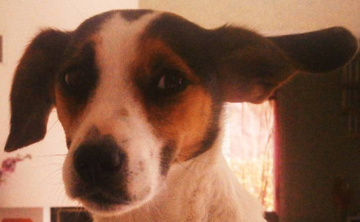 Baya - Jack Russell (5 ans)