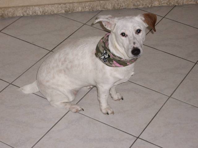 Deco - Jack Russell (1 an)