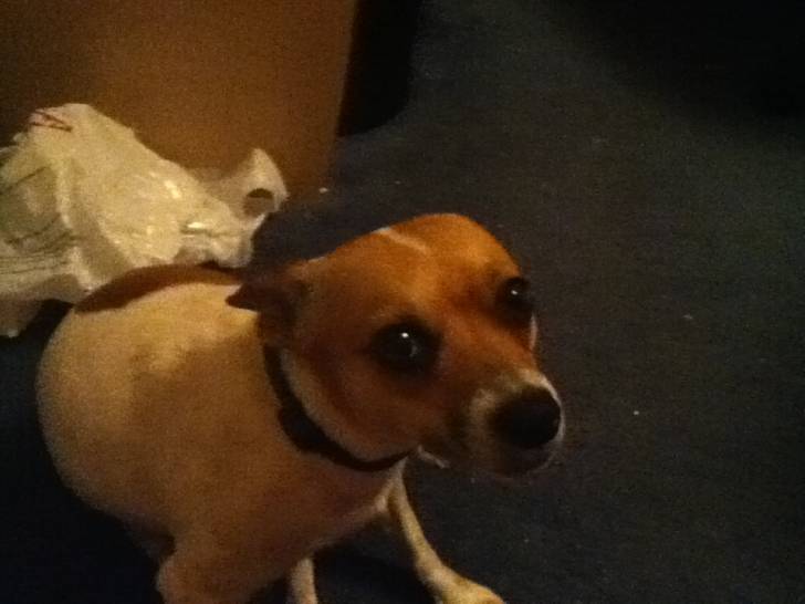 Bella - Jack Russell (3 ans)