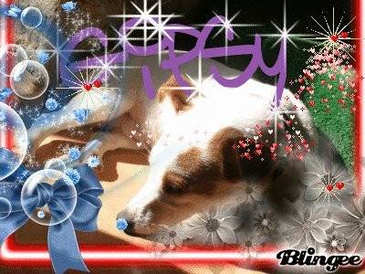 Gipsy - Jack Russell Mâle (1 an)