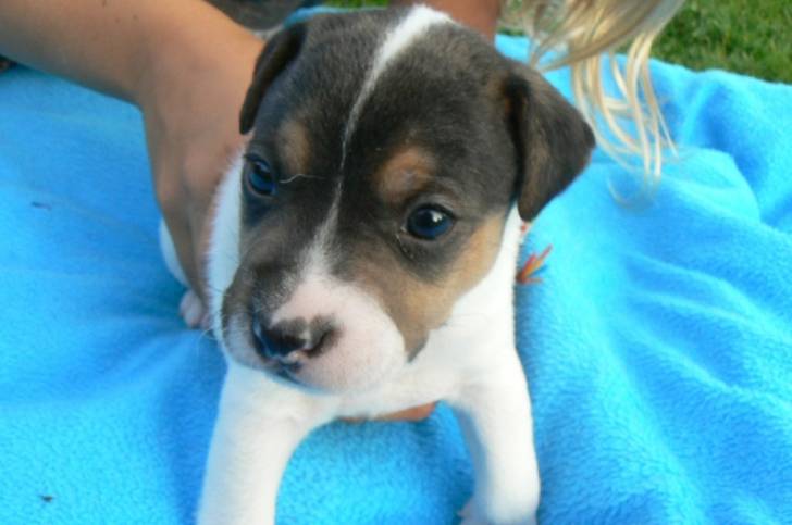 hermes - Jack Russell Mâle