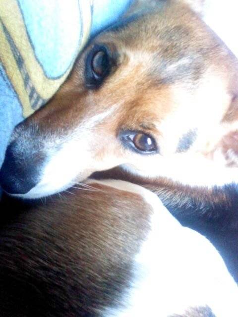 Jacky - Jack Russell (5 ans)