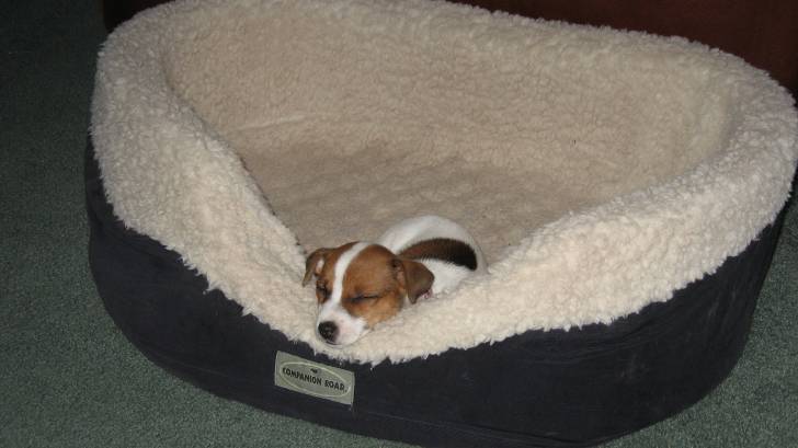 dezie - Jack Russell (4 ans)