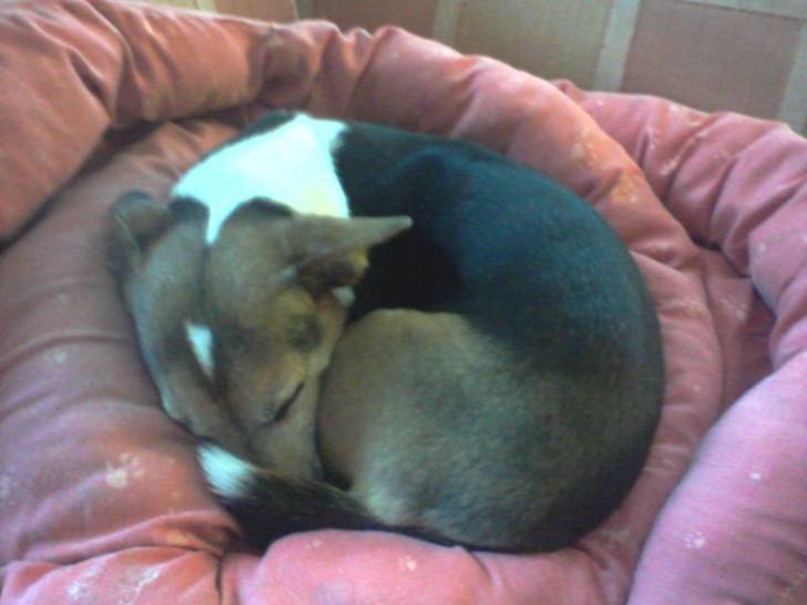 oscar - Jack Russell Mâle (11 ans)
