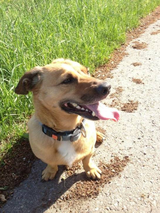 Spike - Jack Russell Mâle (2 ans)
