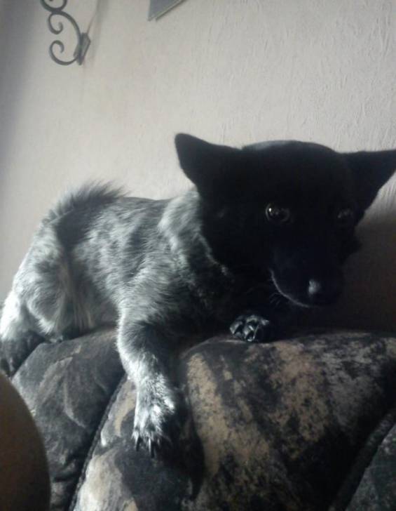 miley - Jack Russell (1 an)