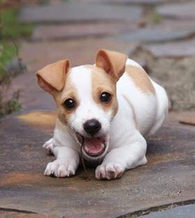 Jackie - Jack Russell Mâle (6 mois)