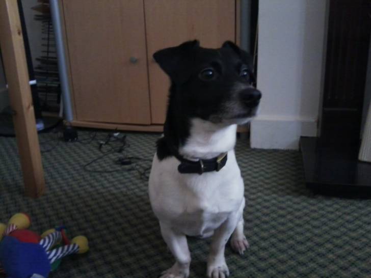Piccolo - Jack Russell Mâle (5 ans)