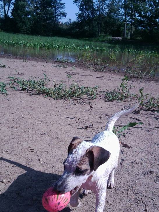 Sunny - Jack Russell (5 mois)