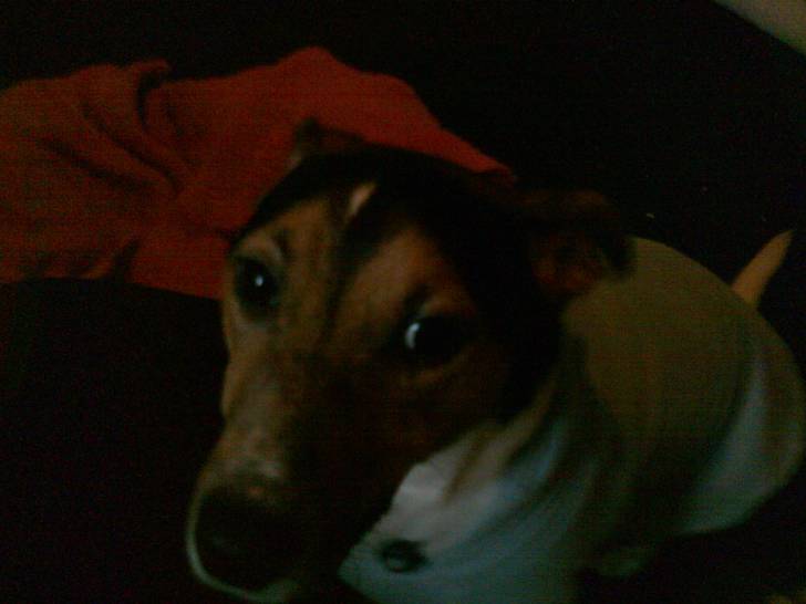 LUCKY - Jack Russell Mâle (5 ans)