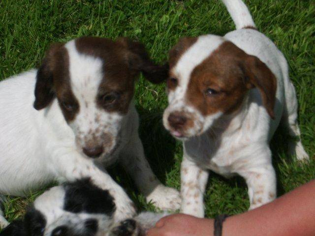lemony - Jack Russell (2 ans)