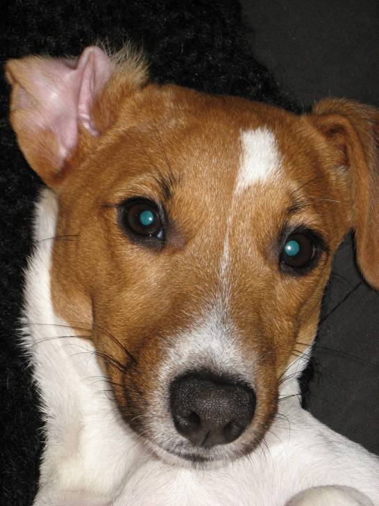 khaiba - Jack Russell (6 ans)