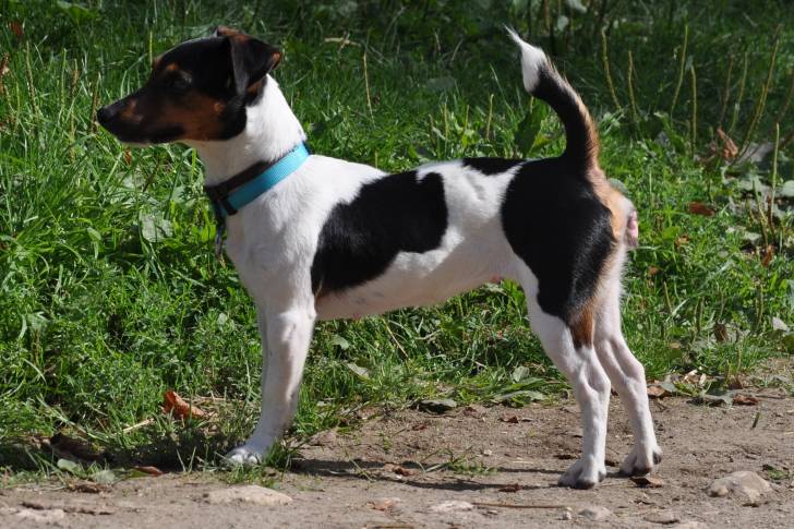 Yumi - Jack Russell (2 ans)