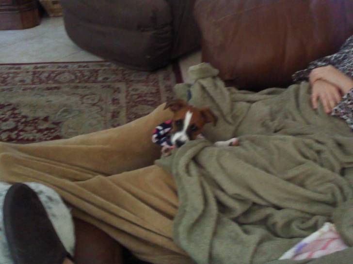 Peak-A-Boo - Jack Russell (1 an)
