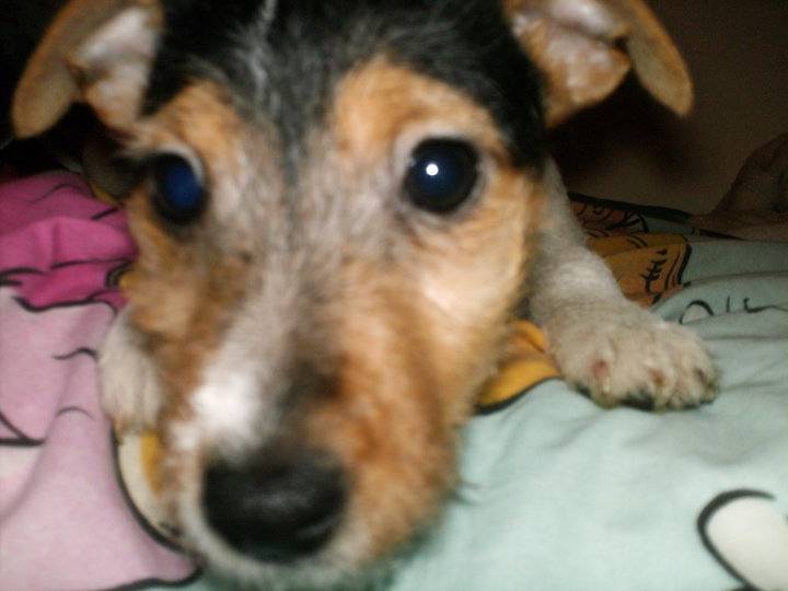 Lil' Girl - Jack Russell (2 mois)