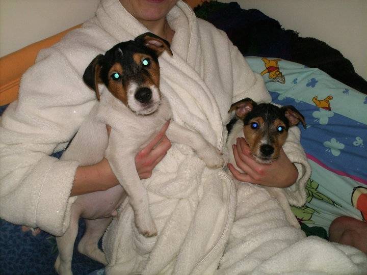 Puppies! - Jack Russell (2 mois)
