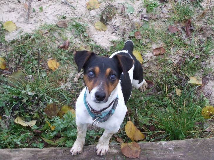 Yumi - Jack Russell (2 ans)