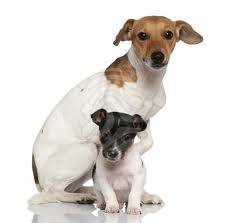 Madre e hija - Jack Russell (1 an)