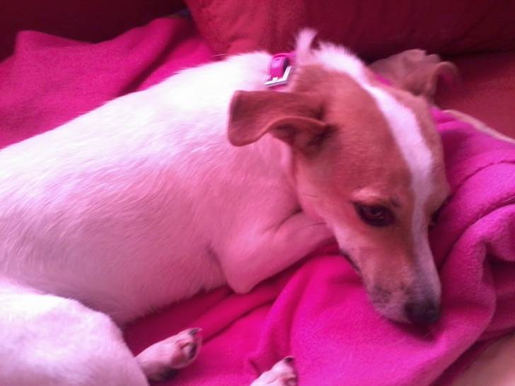 Luna - Jack Russell (2 ans)