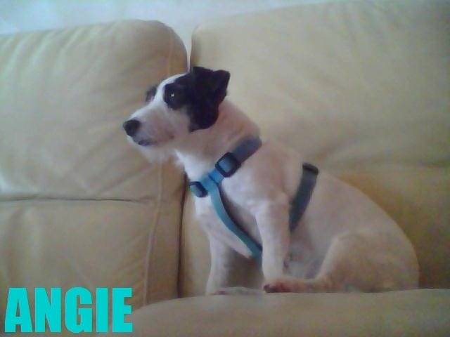 Angie - Jack Russell (7 ans)