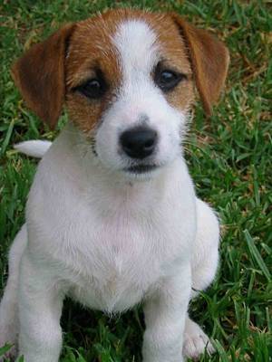 Yeico - Jack Russell Mâle (1 an)