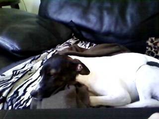 Skone - Jack Russell Mâle (1 an)