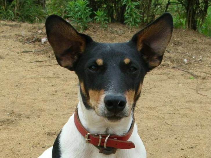 disco - Jack Russell Mâle (4 ans)